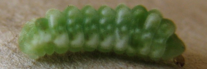 Larvae